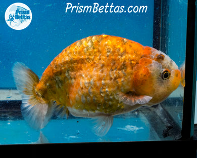 Calico Ranchu  (4 inches) Imported in Thailand