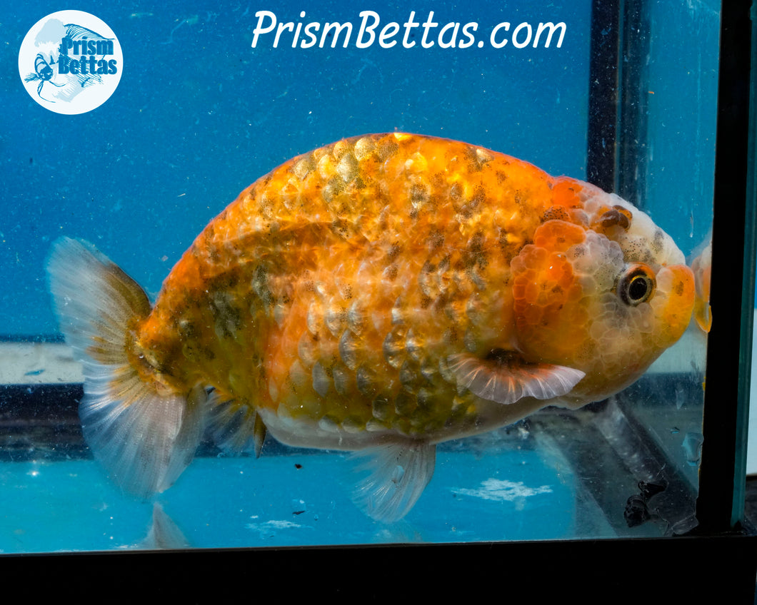 Calico Ranchu  (4 inches) Imported in Thailand