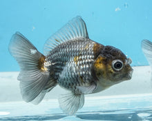 Load image into Gallery viewer, Blue Shogun Oranda (2.5-3 inches) Imported from Thailand