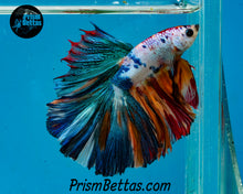 Load image into Gallery viewer, Rainbow Marble Halfmoon Male