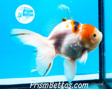 Load image into Gallery viewer, Tricolor Male Premium Oranda Male ~3-3.5 inches (body only)