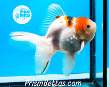 Load image into Gallery viewer, Tricolor Male Premium Oranda Male ~3-3.5 inches (body only)