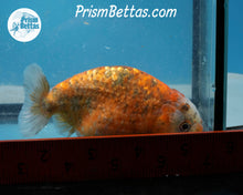 Load image into Gallery viewer, Calico Ranchu  (4 inches) Imported in Thailand
