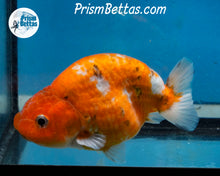 Load image into Gallery viewer, Calico Ranchu Male (3.5 inches) Imported in Thailand