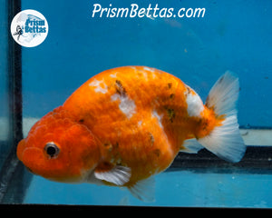 Calico Ranchu Male (3.5 inches) Imported in Thailand