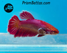 Load image into Gallery viewer, Salamander Halfmoon Female