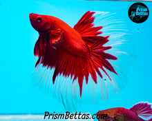 Load image into Gallery viewer, Red Butterfly Halfmoon Male