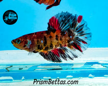 Load image into Gallery viewer, Red Koi Halfmoon Female