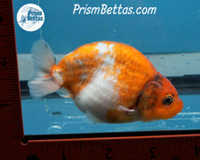 Load image into Gallery viewer, Calico Ranchu Male (3.5 inches) Imported in Thailand