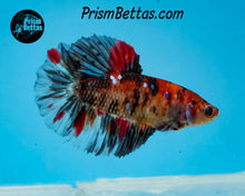 Load image into Gallery viewer, Red Koi Halfmoon Female
