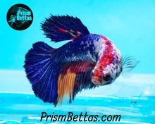 Load image into Gallery viewer, Marble Halfmoon Female Buy 4 Get 1 Free