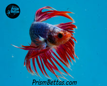 Load image into Gallery viewer, Pink Marble Crowntail Male