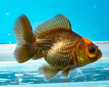 Load image into Gallery viewer, Apache Oranda (2.5-3 inches) Imported from Thailand