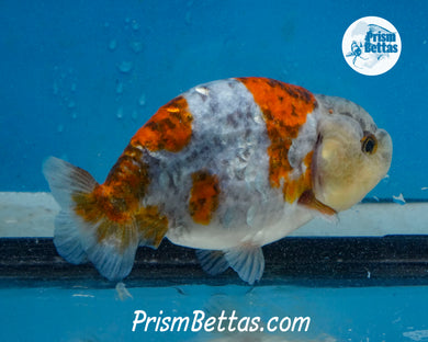 Calico Ranchu Male (3.5 inches) Imported in Thailand