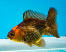 Load image into Gallery viewer, Apache Oranda (2.5-3 inches) Imported from Thailand