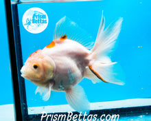 Load image into Gallery viewer, Tricolor Male Premium Oranda Male ~3-3.5 inches (body only)