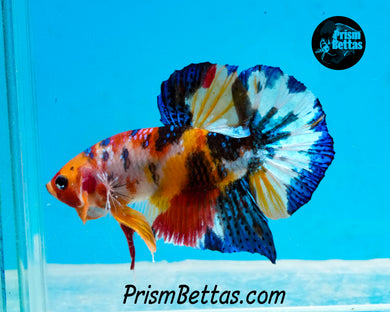 Candy Koi Halfmoon Plakat Male