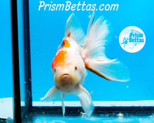 Load image into Gallery viewer, Tricolor Male Premium Oranda Male ~3-3.5 inches (body only)