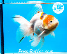 Load image into Gallery viewer, Tricolor Male Premium Oranda Male ~3-3.5 inches (body only)