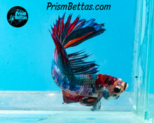 Load image into Gallery viewer, Marble Halfmoon Male