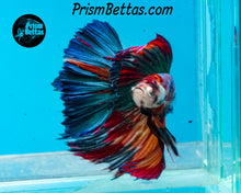 Load image into Gallery viewer, Marble Halfmoon Male