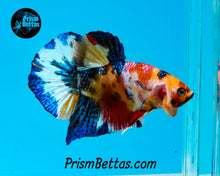 Load image into Gallery viewer, Candy Koi Halfmoon Plakat Male