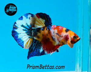 Candy Koi Halfmoon Plakat Male