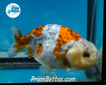 Load image into Gallery viewer, Calico Ranchu Male (3.5 inches) Imported in Thailand