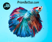 Load image into Gallery viewer, Marble Halfmoon Male