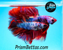 Load image into Gallery viewer, Marble Halfmoon Female Buy 4 Get 1 Free