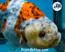 Load image into Gallery viewer, Calico Ranchu Male (3.5 inches) Imported in Thailand