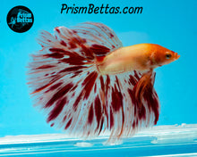 Load image into Gallery viewer, Dalmatian Halfmoon Male