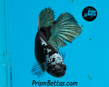 Load image into Gallery viewer, Copper Blacklight Marble Halfmoon Female