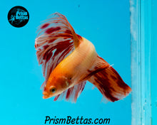 Load image into Gallery viewer, Dalmatian Halfmoon Male