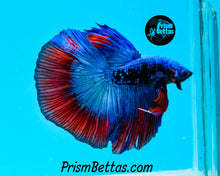Load image into Gallery viewer, Superman Galaxy Halfmoon Male