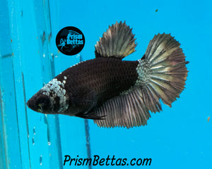 Copper Blacklight Marble Halfmoon Female