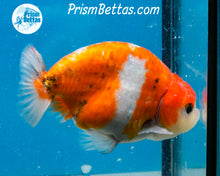 Load image into Gallery viewer, Sakaru Ranchu (3.5 inches) Imported in Thailand