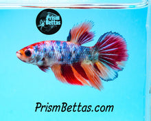 Load image into Gallery viewer, Marble Halfmoon Female Buy 4 Get 1 Free