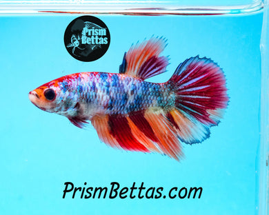 Marble Halfmoon Female Buy 4 Get 1 Free