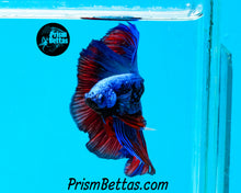 Load image into Gallery viewer, Superman Galaxy Halfmoon Male