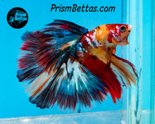 Load image into Gallery viewer, Candy Koi Halfmoon Male