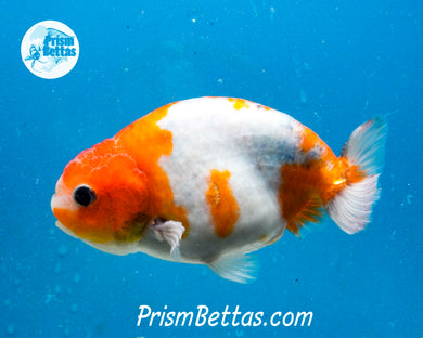 Sakaru Ranchu (3.5 inches) Imported in Thailand