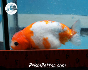 Sakaru Ranchu (3.5 inches) Imported in Thailand