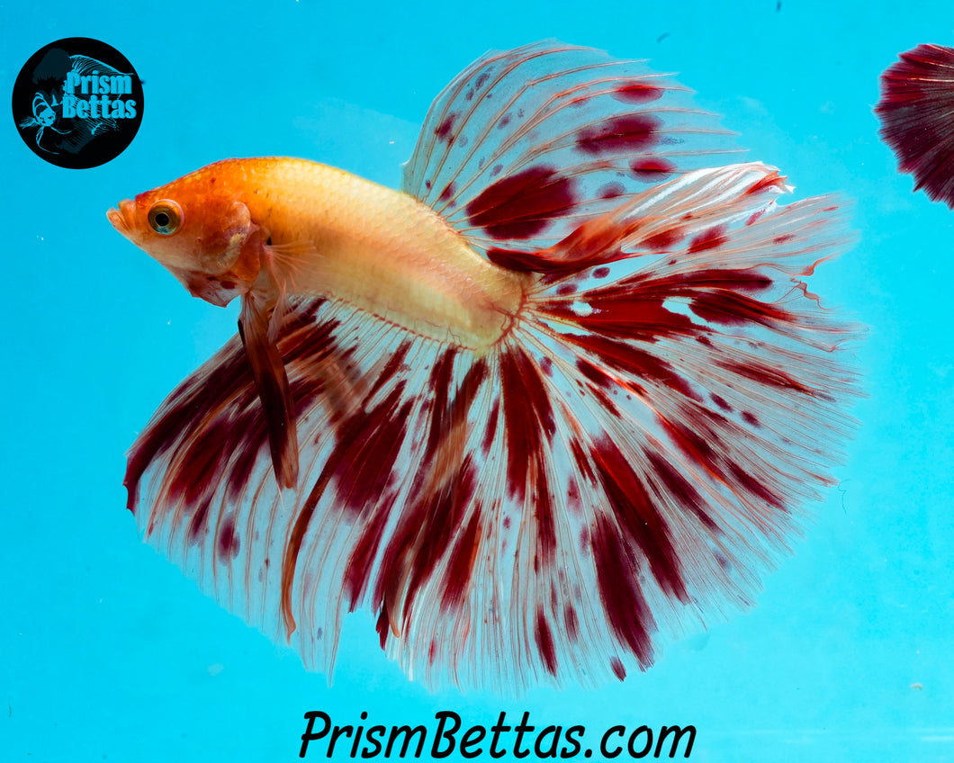 Dalmatian Halfmoon Male