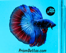 Load image into Gallery viewer, Superman Galaxy Halfmoon Male