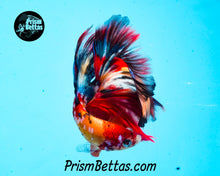Load image into Gallery viewer, Candy Koi Halfmoon Male