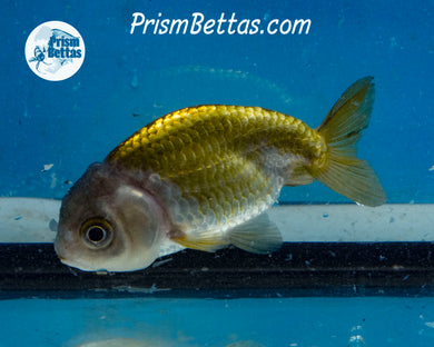 Blue and Bronze Ranchu (3 inches) Imported in Thailand