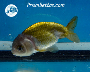 Blue and Bronze Ranchu (3 inches) Imported in Thailand