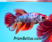 Load image into Gallery viewer, Marble Halfmoon Female Buy 4 Get 1 Free