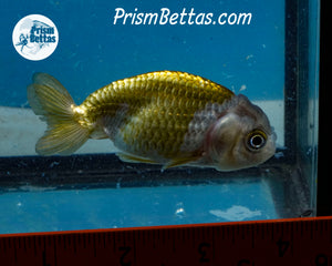 Blue and Bronze Ranchu (3 inches) Imported in Thailand